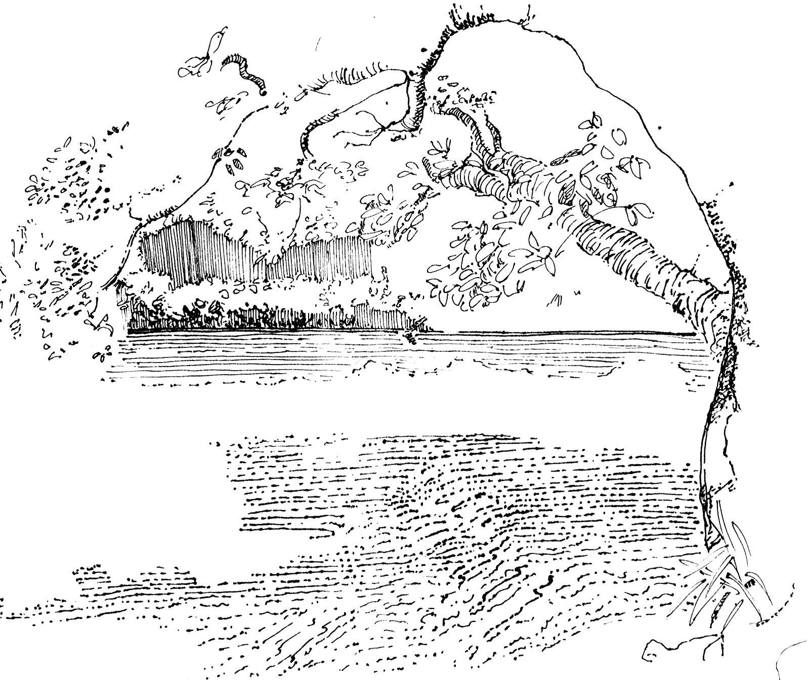 Dessin à l’encre d’un arbre penché encadrant une vue sur la mer