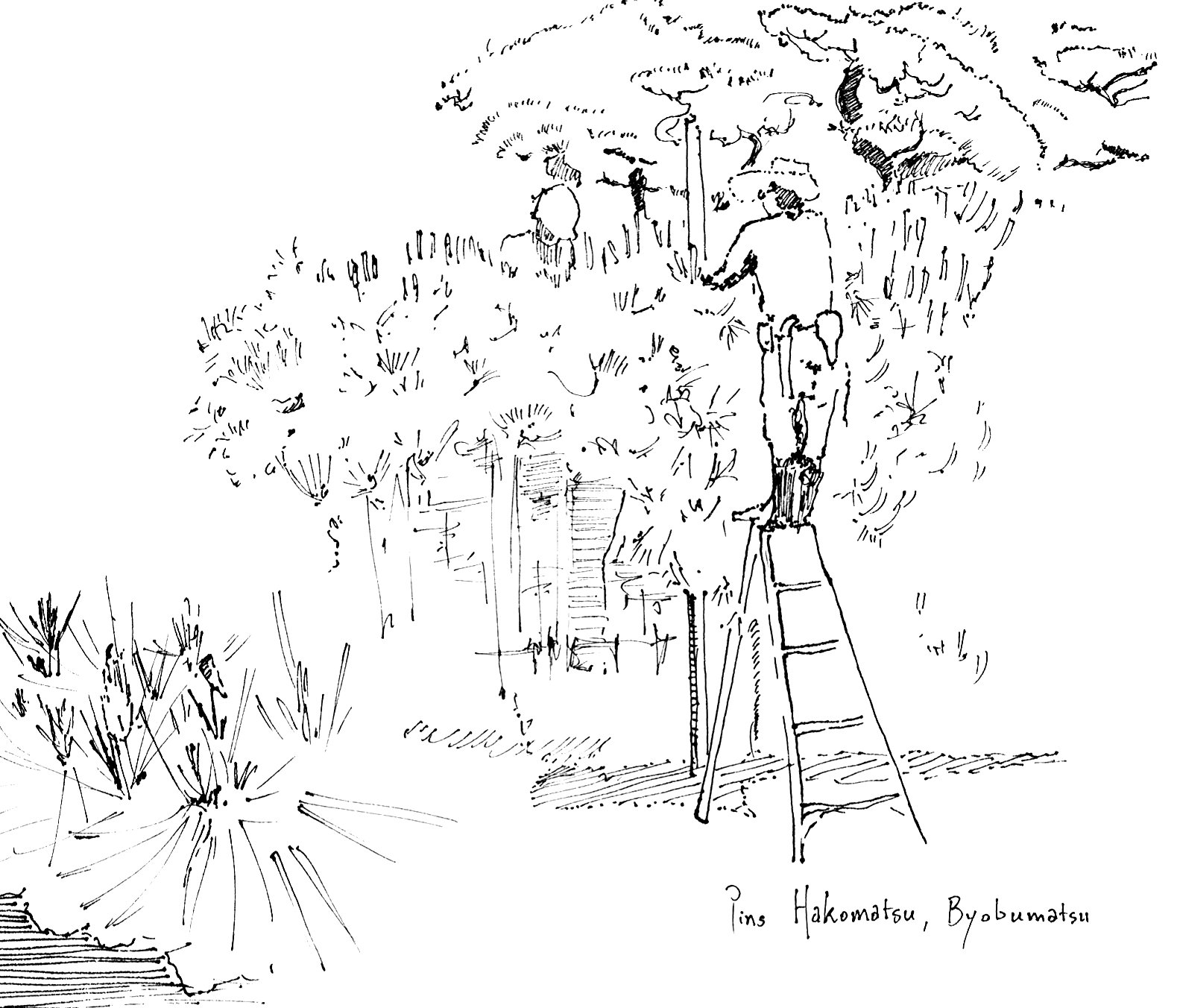 Dessin à l’encre d’un jardinier sur une échelle taillant des pins